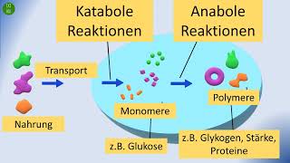 anabole und katabole Reaktionen [upl. by Adil622]