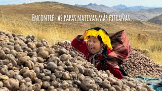 Así es la cosecha de papas nativas en un pueblo Andino [upl. by Nylzor]