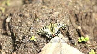 Lime butterfly at 12 000 altitude in the Himalaya [upl. by Nauqan305]