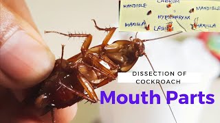 Dissection of Mouth parts of Cockroach  আরশোলার মুখ উপাঙ্গ Academy of Bioscience Zoology [upl. by Enelaehs]