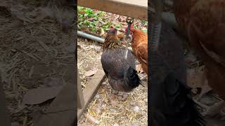 Hens are molting Looking a little rough chicken hens molting [upl. by Flita]