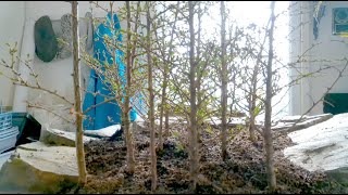 potting larch and creating a larch forest [upl. by Sieber]