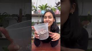 Como plantar una germinación de frijol germinados plantascomestibles frejol cactusjardin [upl. by Aenyl]