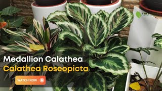 Calathea Roseopicta  Care and Growing Guide for Medallion Calathea [upl. by Dareece603]