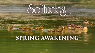 Dan Gibson’s Solitudes  Teeming with Life  Spring Awakening [upl. by Nivaj]