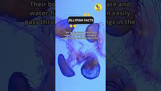 Jellyfish Facts shorts facts interestingfacts [upl. by Marguerita508]