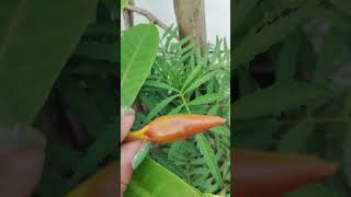 Yellow allamanda flowering in my terrace beautygardenideas [upl. by Leonidas]