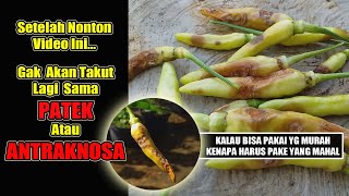 5 JURUS ATASI PATEK ANTRAKNOSA PADA CABE Ternyata Gak Harus Pake Fungisida Mahal [upl. by Aryajay]