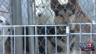 Shelter animals at risk of euthanization again Why does this keep happening [upl. by Irodim]