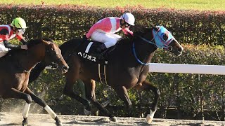 【3歳以上次走報】ヘリオスは兵庫ゴールドトロフィーへ｜競馬ニュース｜競馬予想のウマニティ [upl. by Winthrop]