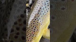 This trout looked like glass Safely released troutfishing flyfishingvibes flyfishing flailife [upl. by Salokkin]