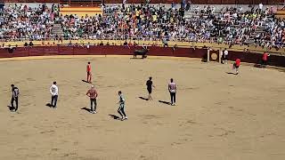 Encierro de Navacerrada 2024 7 de Septiembre [upl. by Sufur]