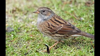 Dunnock 1h bird sound [upl. by Nessy]