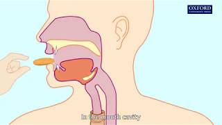 Animation 61 Swallowing and peristalsis [upl. by Enelyad]