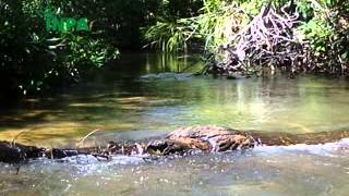 Biologia de Chironomidae  Insetos Aquáticos vol2 [upl. by Enatan648]