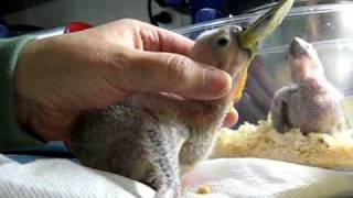 122709 Timneh African Grey babies about 3 weeks old [upl. by Jase]