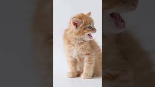 quotUn Chaton Trop Mignon quot animalschat chats mignons short viralvideo animaux [upl. by Kaine]