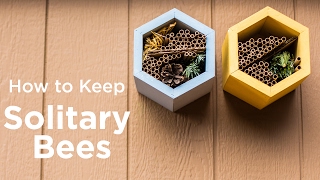 How to Keep Solitary Bees [upl. by Epoh]