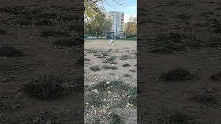 amstaff baxter doglover americanstaffordshireterrier dogpark fetch [upl. by Sidwel542]