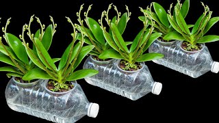 The secret to growing orchids in water bottles Flowers bloom profusely and never have root rot [upl. by Otrebire]