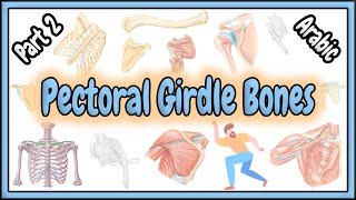 74 Pectoral Girdle Bones  Shoulder Girdle  Appendicular Skeletal System  عظام الحزام الصدري [upl. by Ahtinak437]