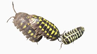 Comparing Isopods Armadillidium gestroi A granulatum and A maculatum Yellow [upl. by Grefer179]