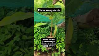 Original khaya senegalensis plant African veriety pure mahogany plant call 63795 49907shorts [upl. by Nylissej958]