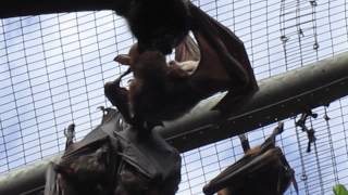 Cute Little Red FlyingFox bat mum with baby a week old [upl. by Adlitam197]