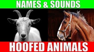 HOOFED ANIMALS Names and Sounds for Kids to Learn  Learning Ungulates Hoofed Mammals [upl. by Woermer]