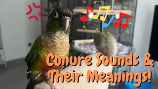 Green Cheek Conure Sounds amp Their Meanings  Parrot Behaviour  TheParrotTeacher [upl. by Cleres]