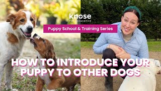 Ep 2 How to introduce your puppy to other dogs  Puppy School amp Training Series [upl. by Brezin]