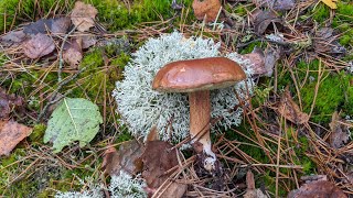 Польський гриб або пісочник Boletus badius Fr Їстівні гриби [upl. by Lyret379]