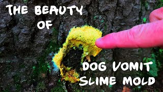 The Beauty of Dog Vomit Slime Mold [upl. by Retsub]