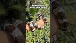 The California Kingsnake Lampropeltis getula californiae 🙌🏼🐍🌎 wildlife facts snake shorts [upl. by Kier]