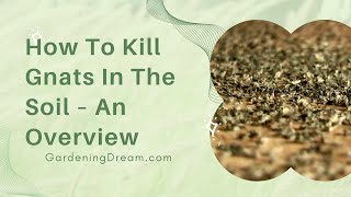 How To Kill Gnats In The Soil – An Overview [upl. by Scherle]