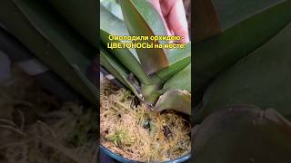 данапротасова orchid orchideen орхидеи фаленопсис phalaenopsis цветонос spike [upl. by Atidnan]