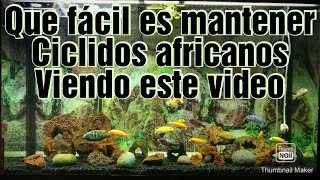 TODO LO QUE NECESITAS SABER PARA MANTENER UN ACUARIO DE CICLIDOS AFRICANOS CON EXITO🐟💯 [upl. by Oleic]