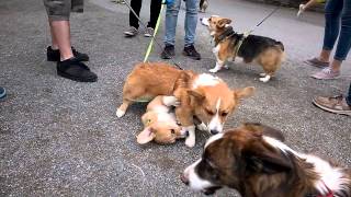 Vicious Corgi Fight Sorta [upl. by Frodi]