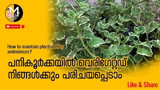 How to maintain plectranthus amboinicus [upl. by Arvo]