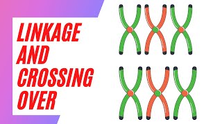 Easy to Learn the Concept of Linkage and Crossing over [upl. by Bourke]