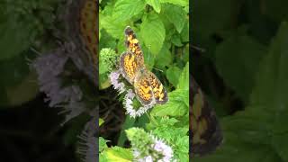 Fritillary Butterflies on Peppermint Flowers [upl. by Ahsyekal]