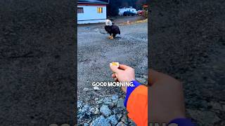 This Bald Eagle LOVES Eggs 😂 [upl. by Pittel]