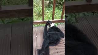 Gibbon Monkey Sounds👀 Very Funny [upl. by Ansley]