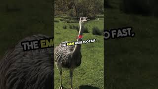 When Emus Defeated the Australian Army 🪖🎖️ [upl. by Loats]