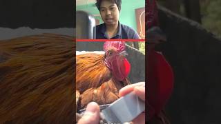 Chicken love part2 trending viralvideo [upl. by Smaj]