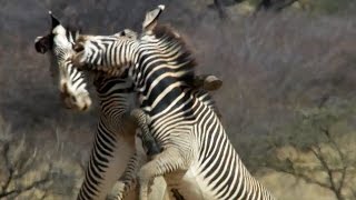 Epic Zebra Fight For Mate  Africa  BBC Earth [upl. by Ecnarret805]