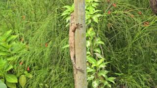 Oriental garden lizard Calotes versicolor easternIndianbloodsuckerchangeable lizard at TSKK [upl. by Yatnohs932]