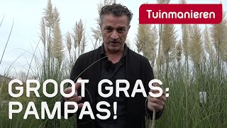 Pampasgras het grootste gras in de tuin  Tuinmanieren [upl. by Magas]