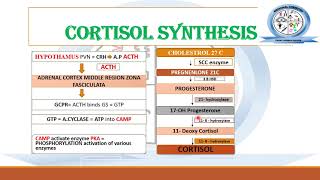 Biosynthesis of Steroid Hormones  Corticosteroids  Medicinal Chemistry [upl. by Adnoloy536]