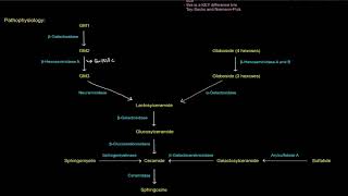 Sphingolipids Sphingolipidoses  Tay Sachs Disease a Lysosomal Storage Disease free sample [upl. by Roice144]